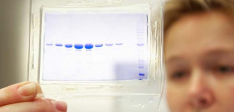 Mammalian expression