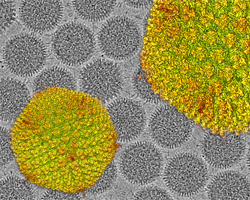 Electron Microscopy and Cryo-CLEM, CNB-CSIC, Madrid, Spain